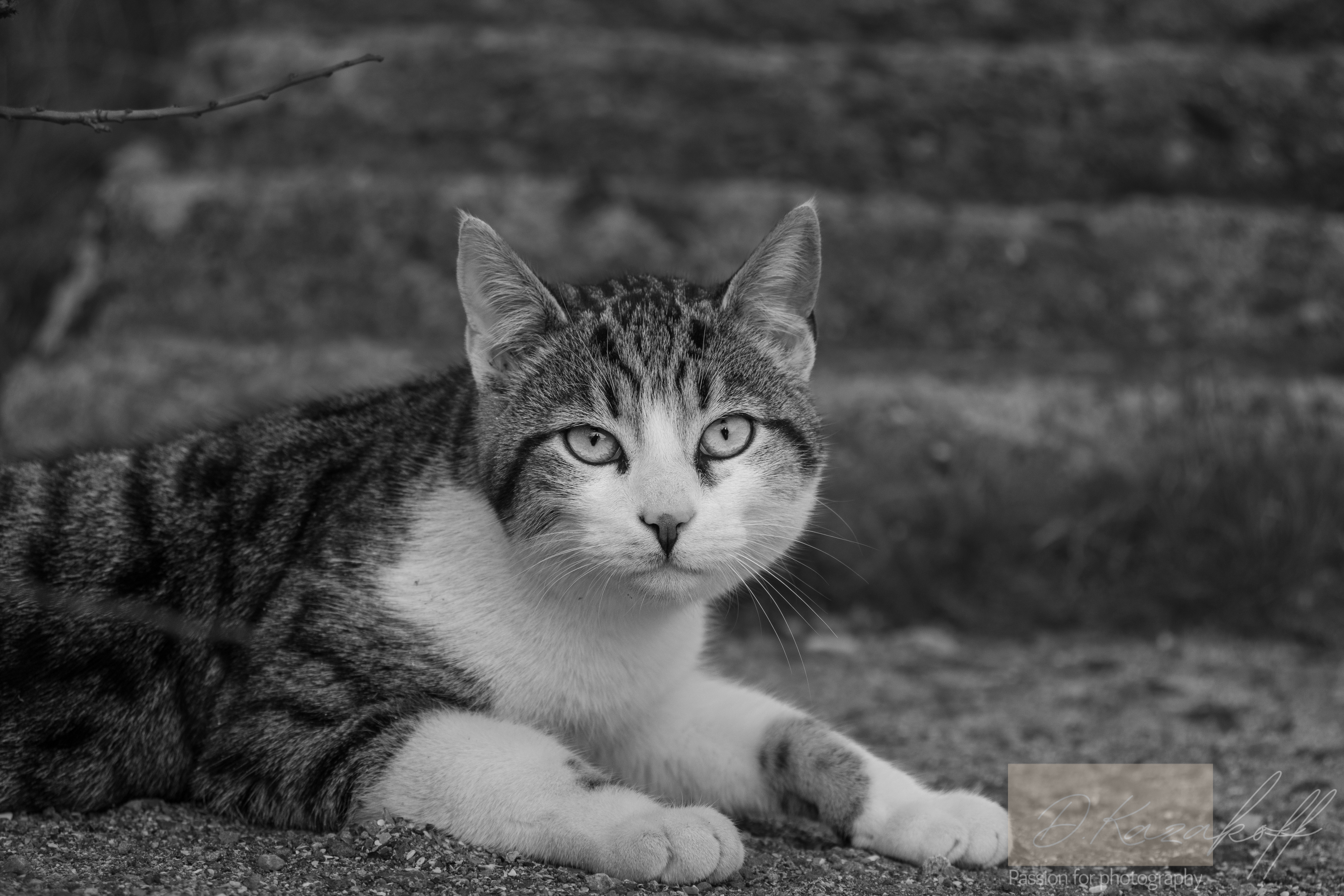 Portrait of a street cat
