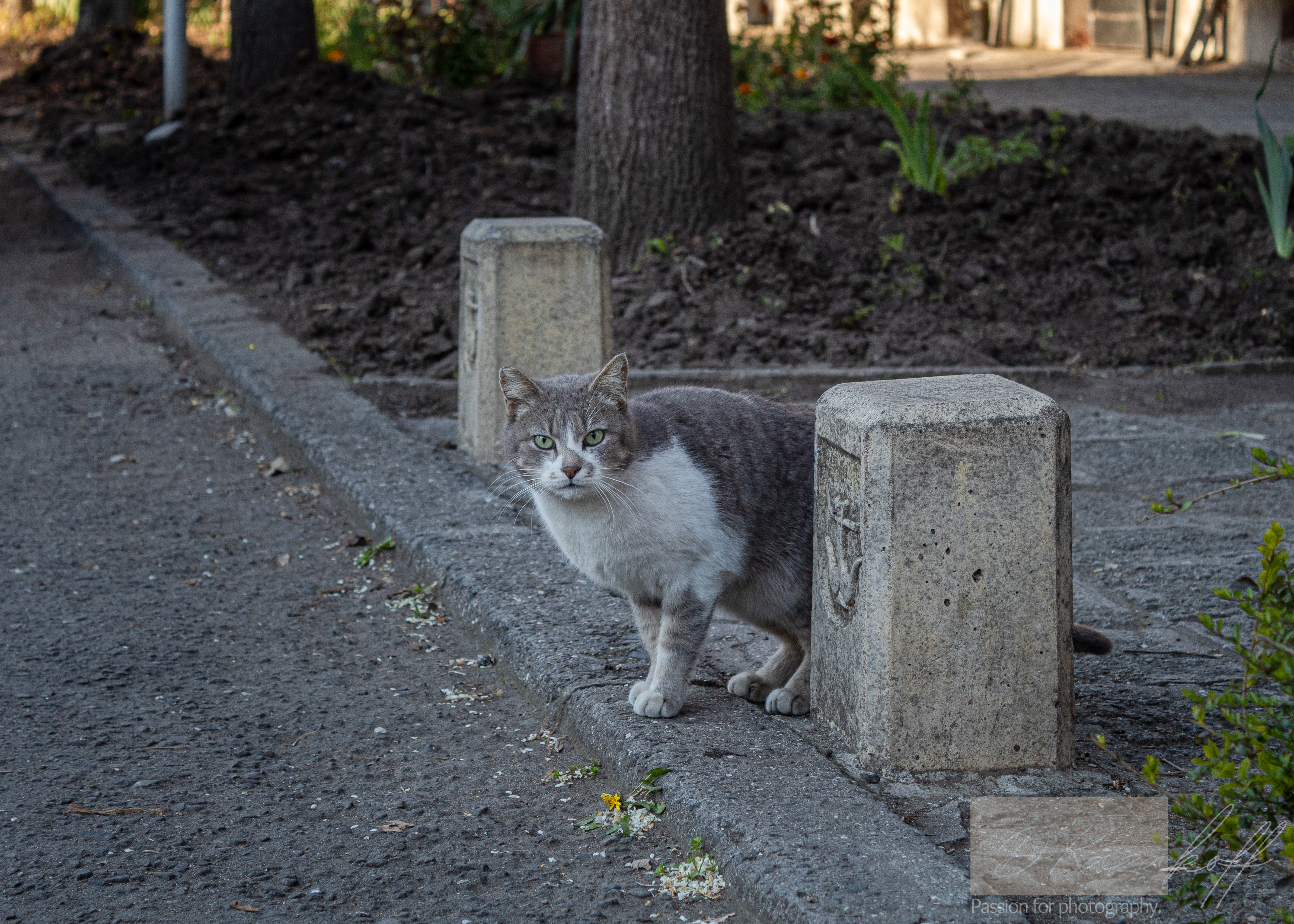 Proud majestic gray and white street cat