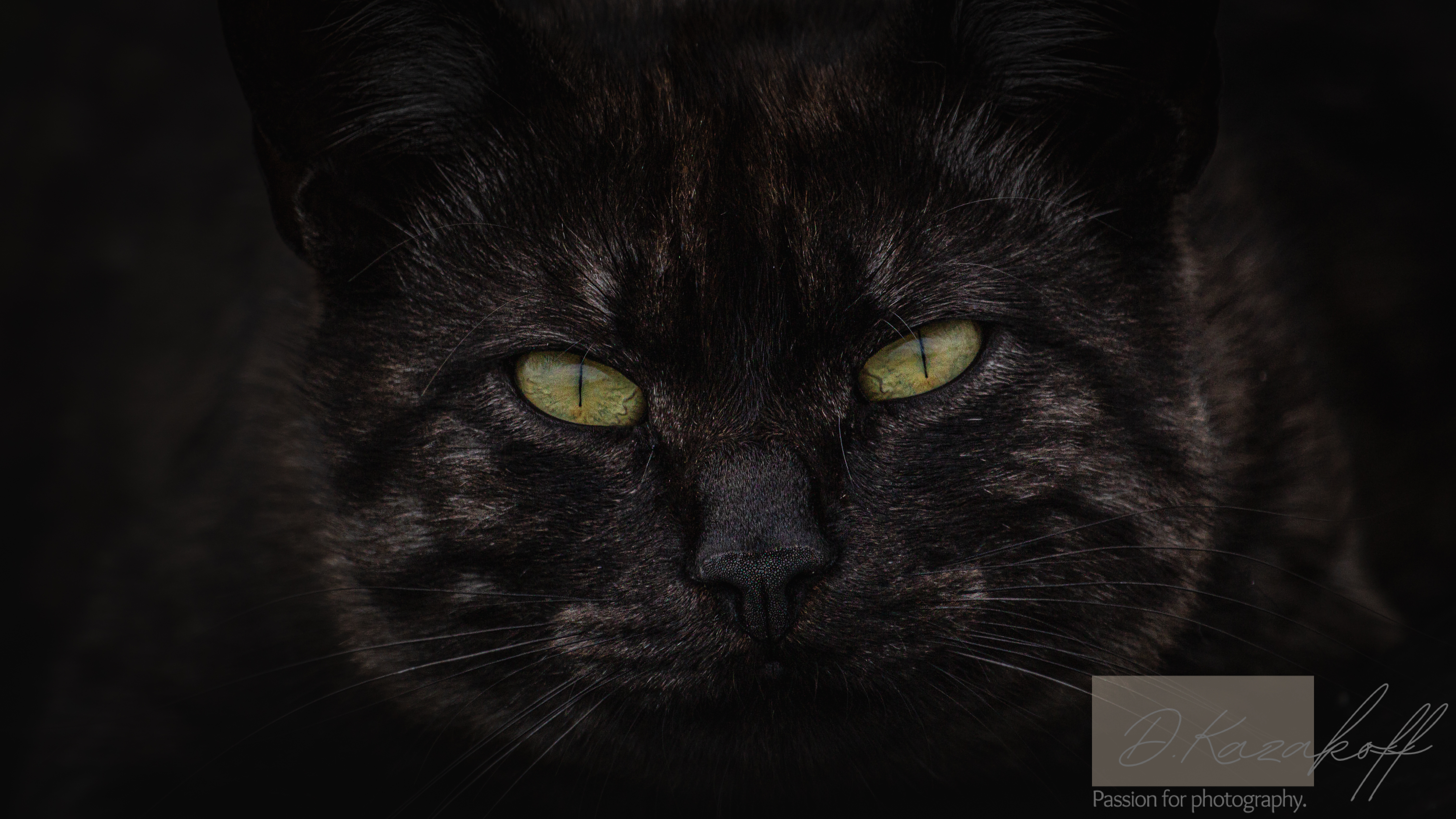 Dark colored street cat portrait