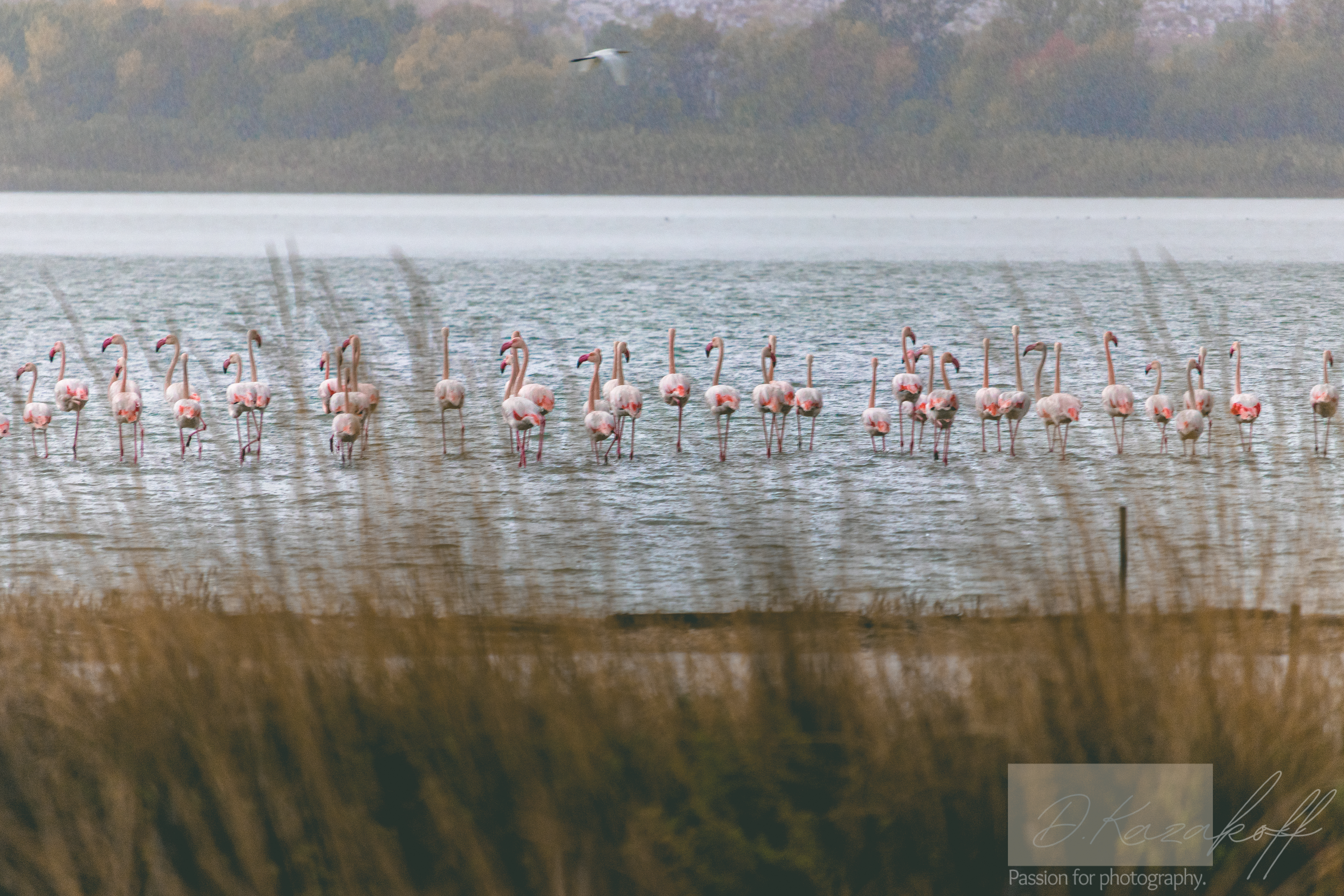Flamingo at lake Atanasovsko