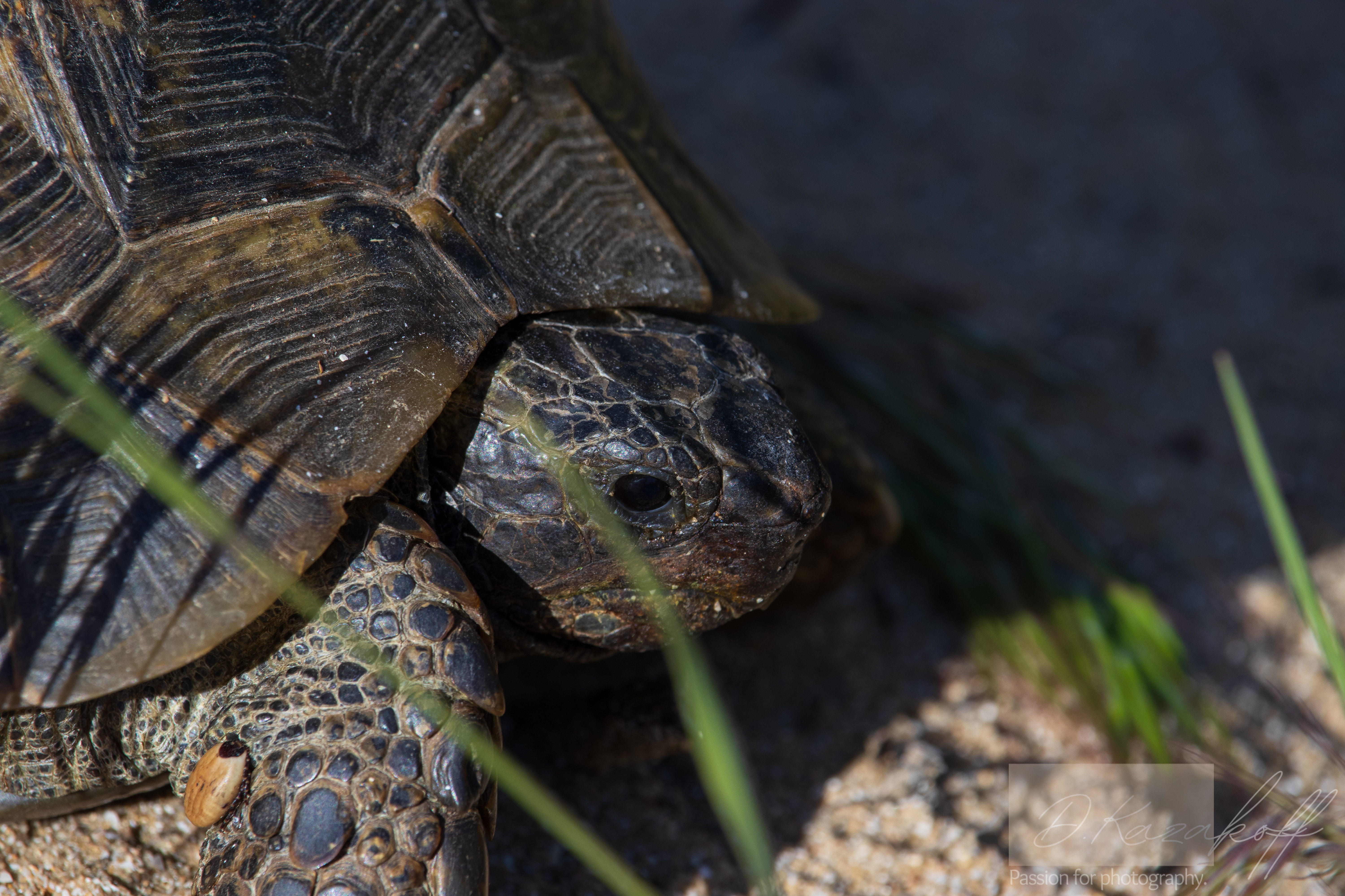 Turtle Basks in Sunlight on Sandy Retreat