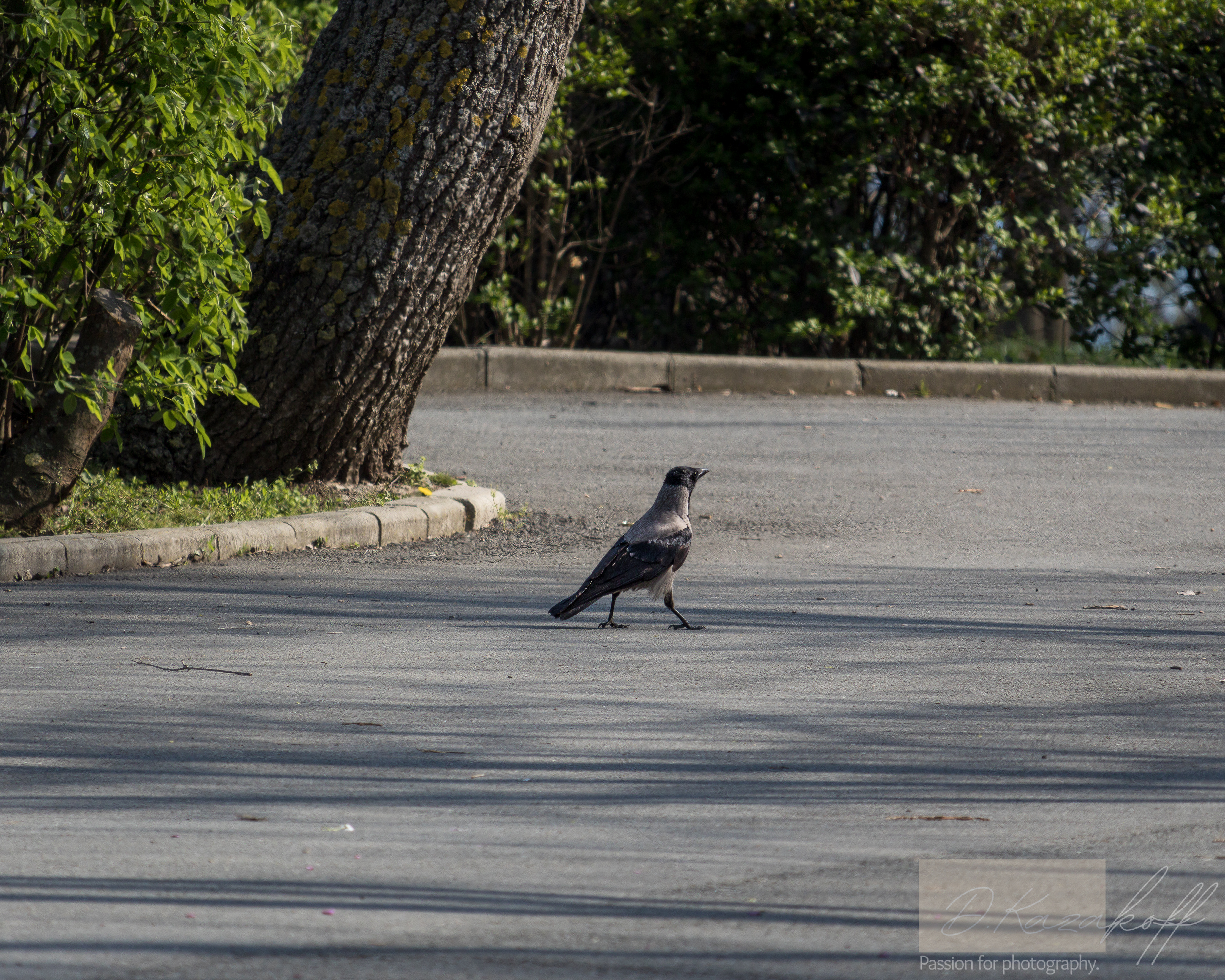 Hooded crow taking a stroll at the park