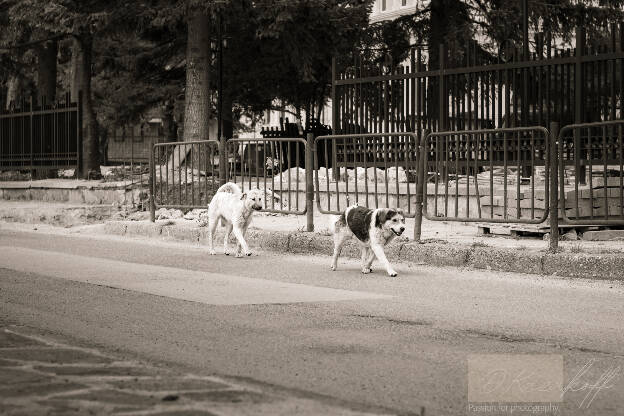 Dogs walking on the streets of Kotel