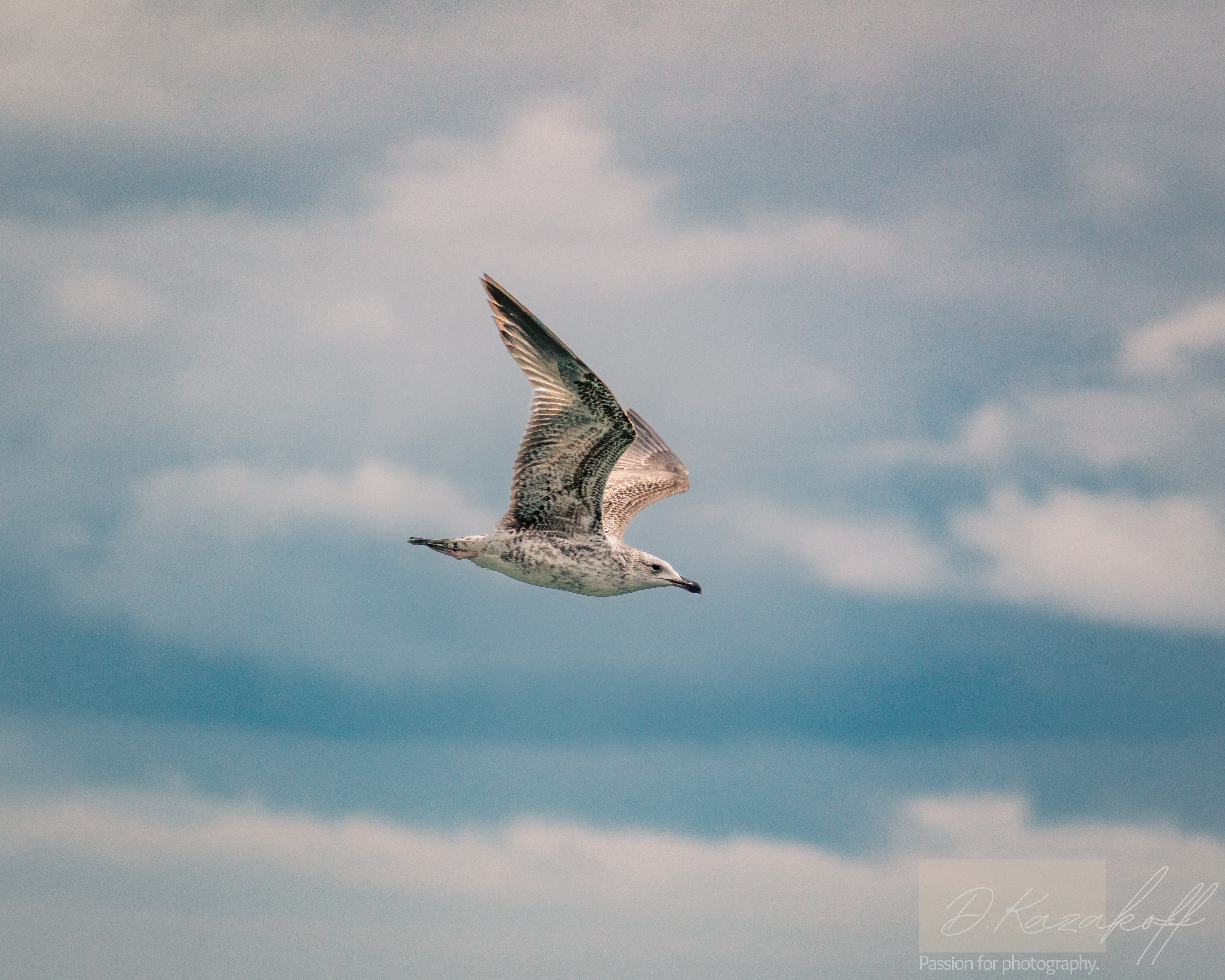 Seagull in flight over the sea
