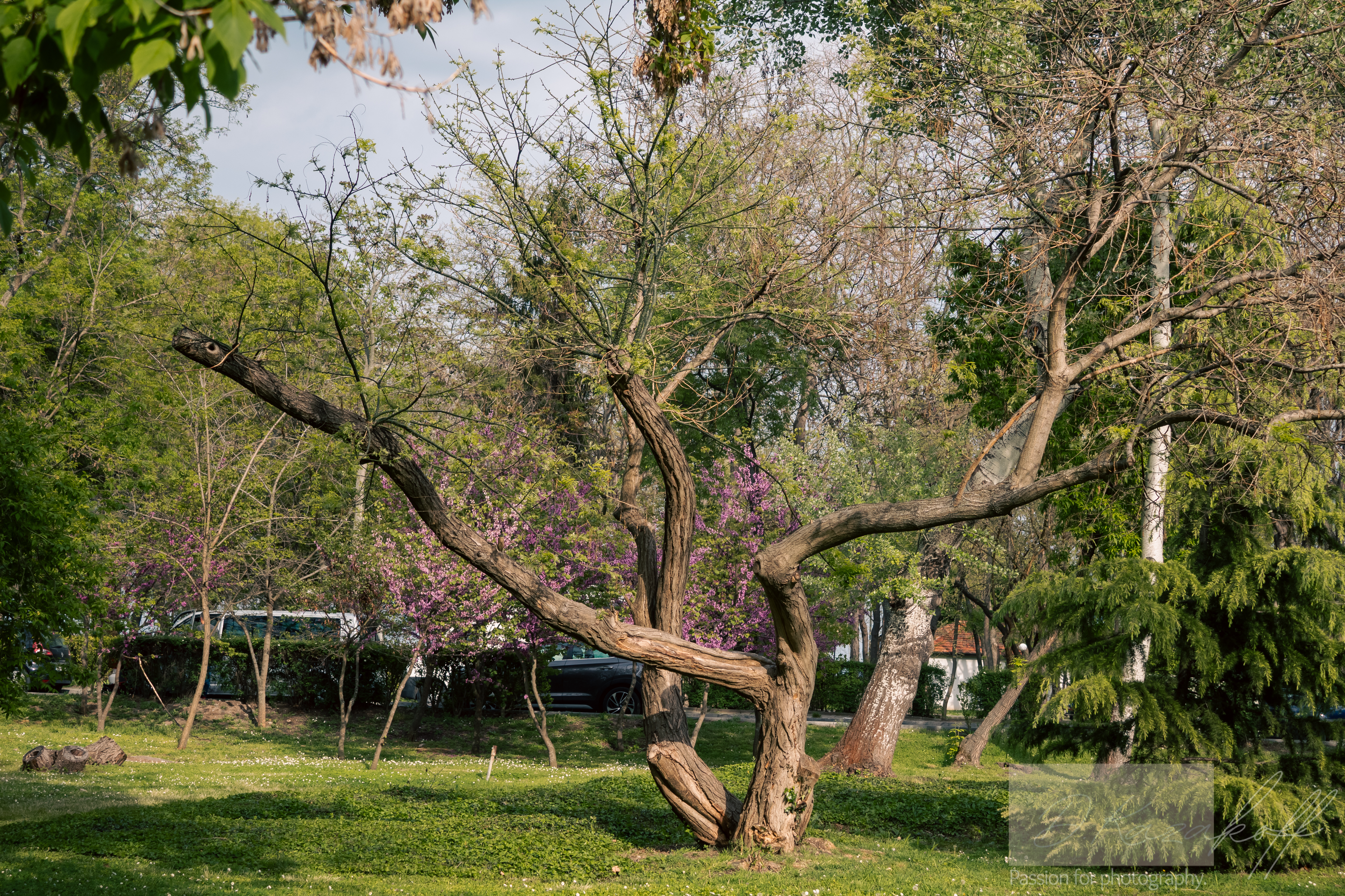 Old Tree