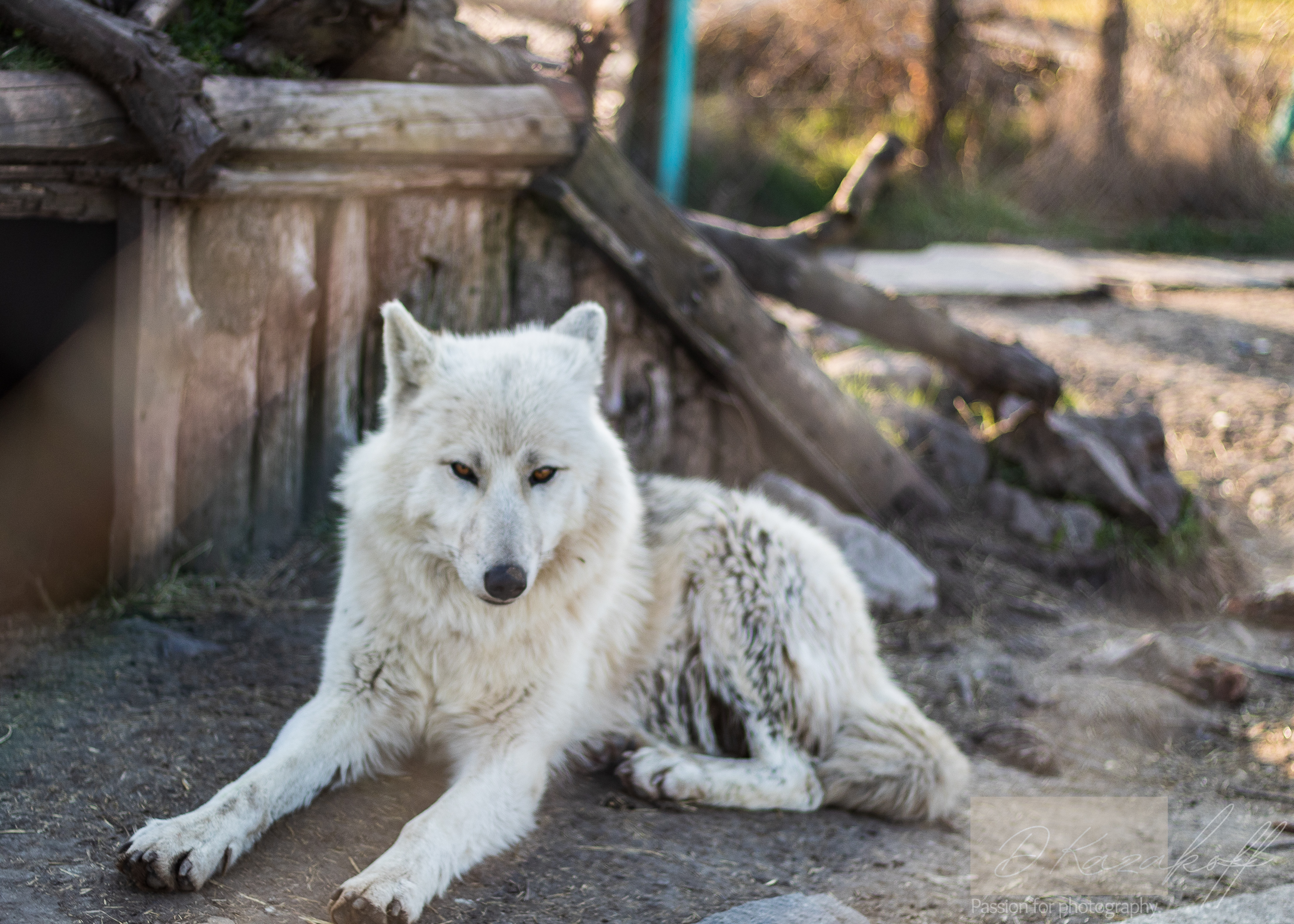 Wolf
