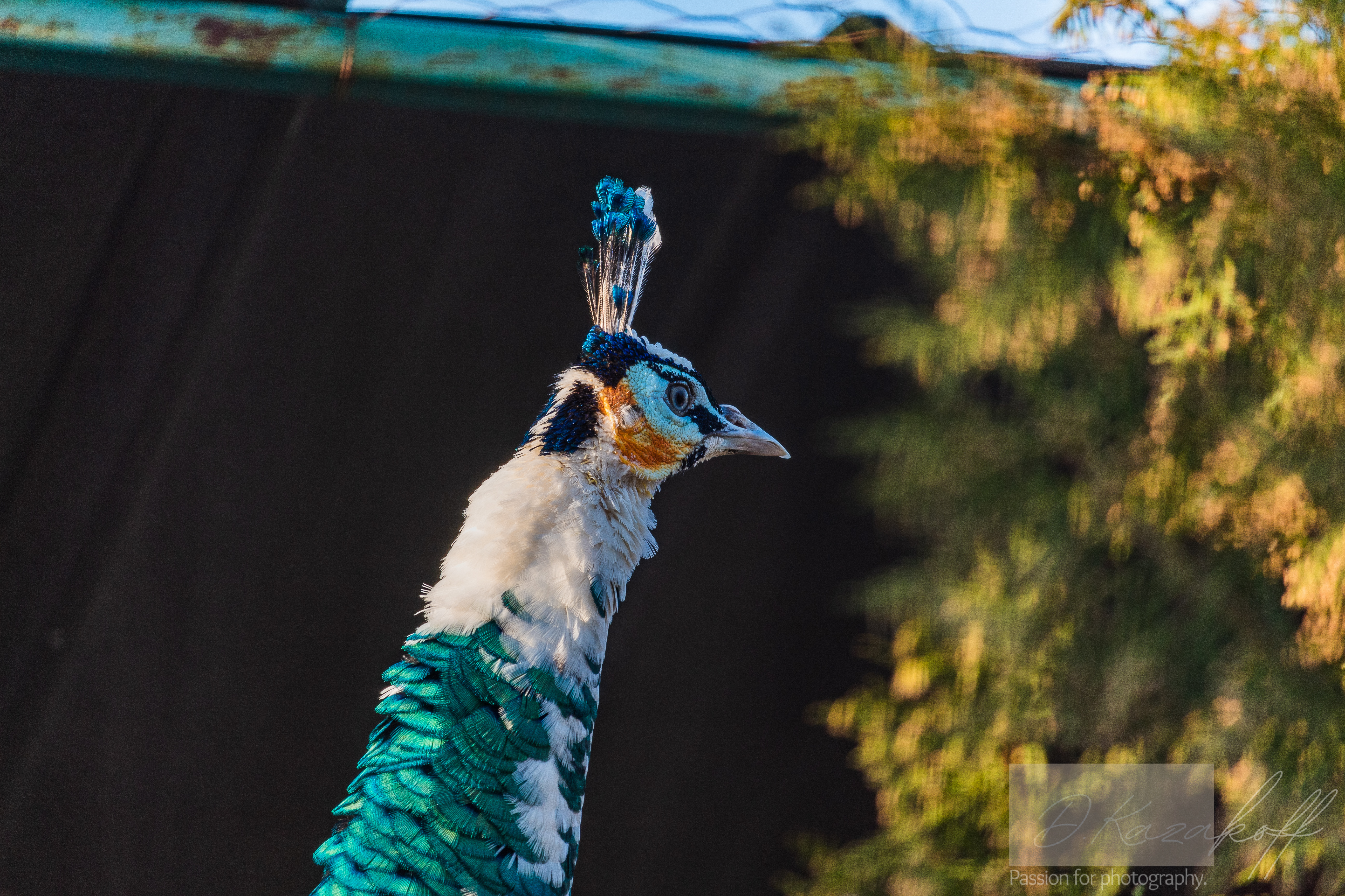 Peacock