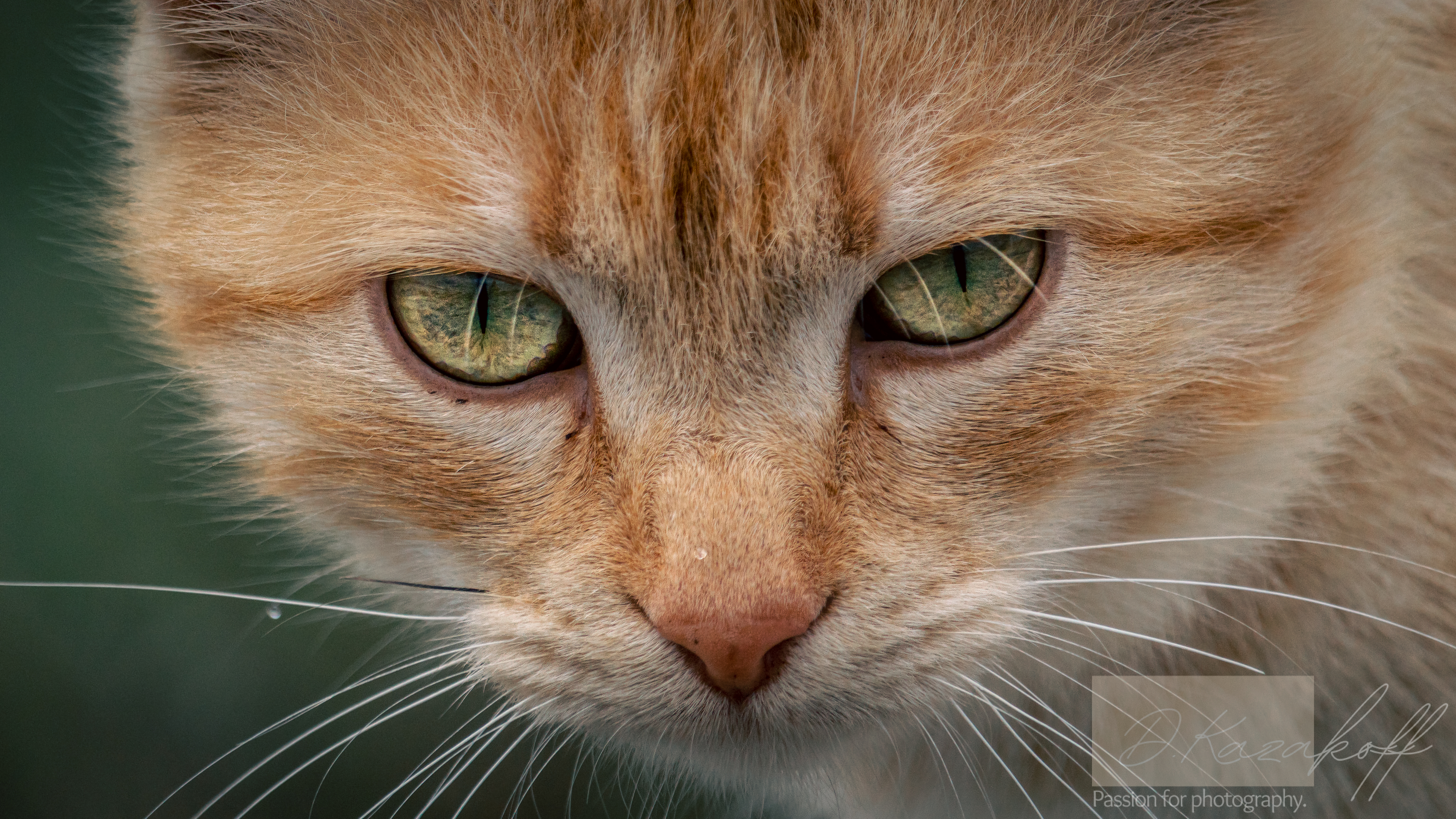 Portrait of a ginger cat