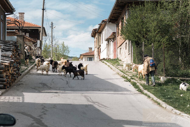 Shepherd on the streets of Kotel